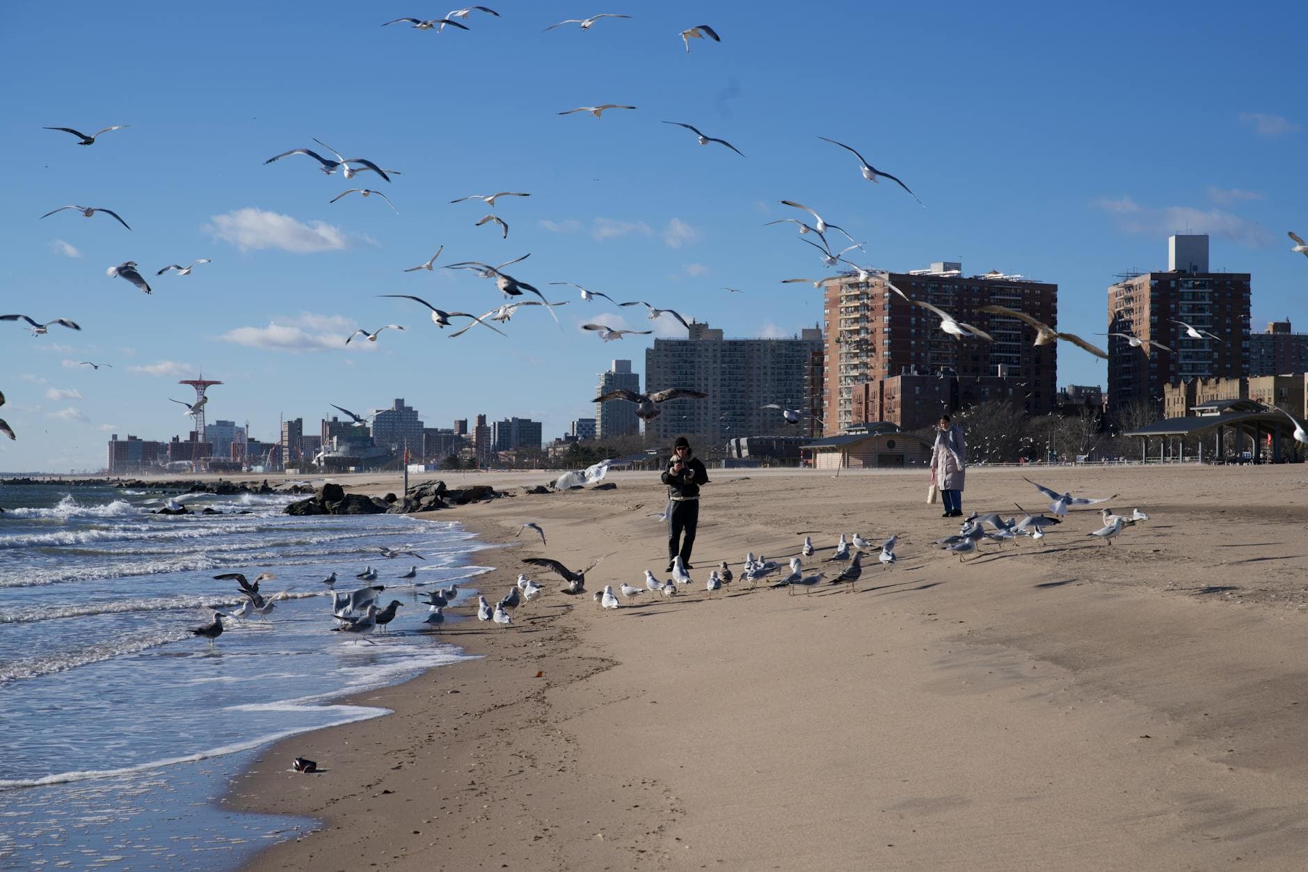 Seagulls flying over a sandy beach with a city skyline in the background, capturing urban coastal life.