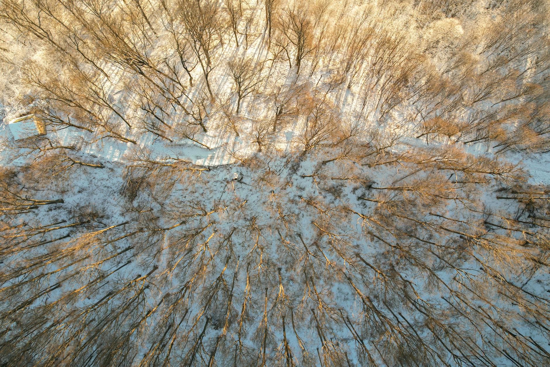 A stunning aerial view of a snow-covered forest in Daruvar, Croatia during winter.