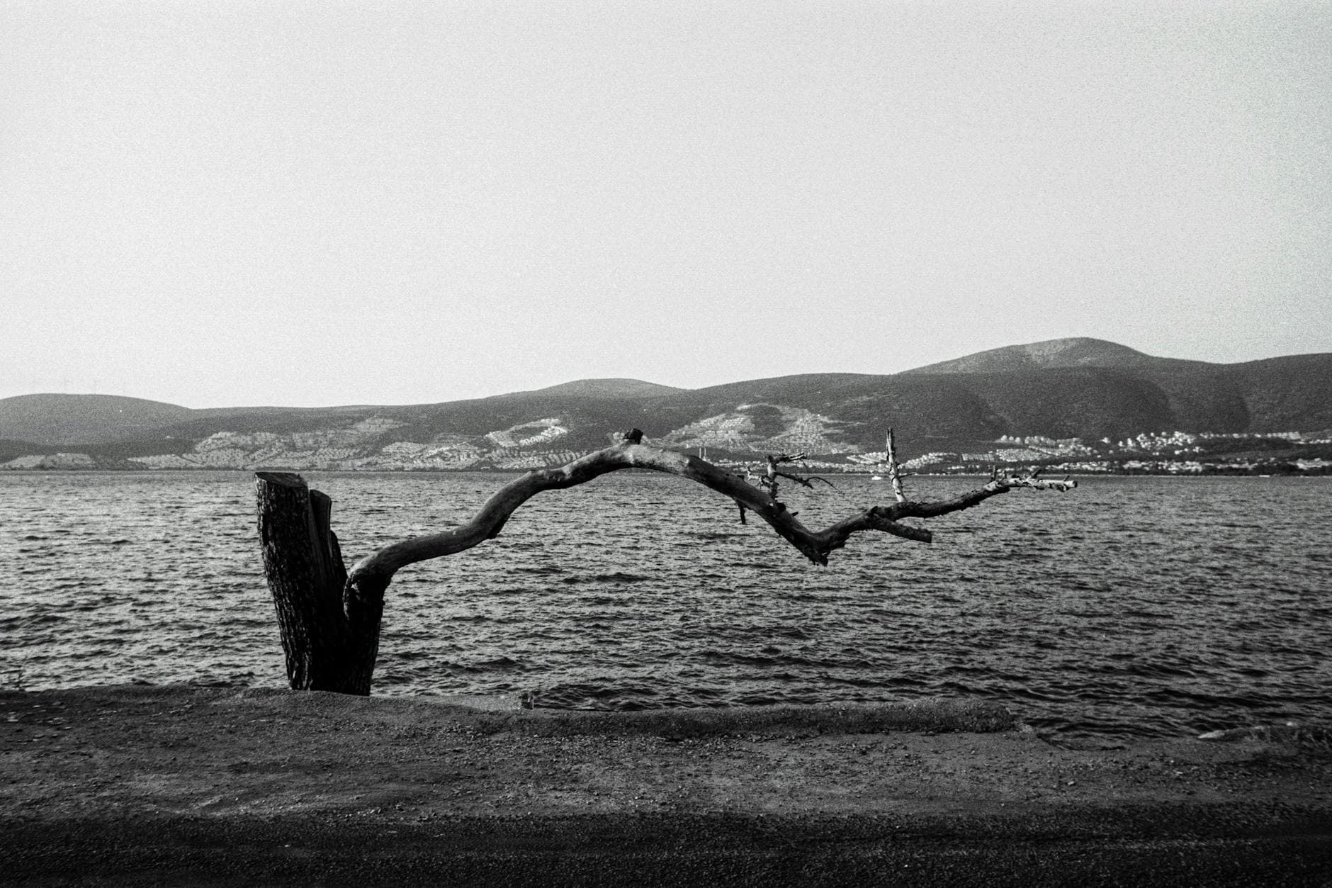 Dramatic black and white seascape with a solitary tree branch and distant hills in Didim, Türkiye.
