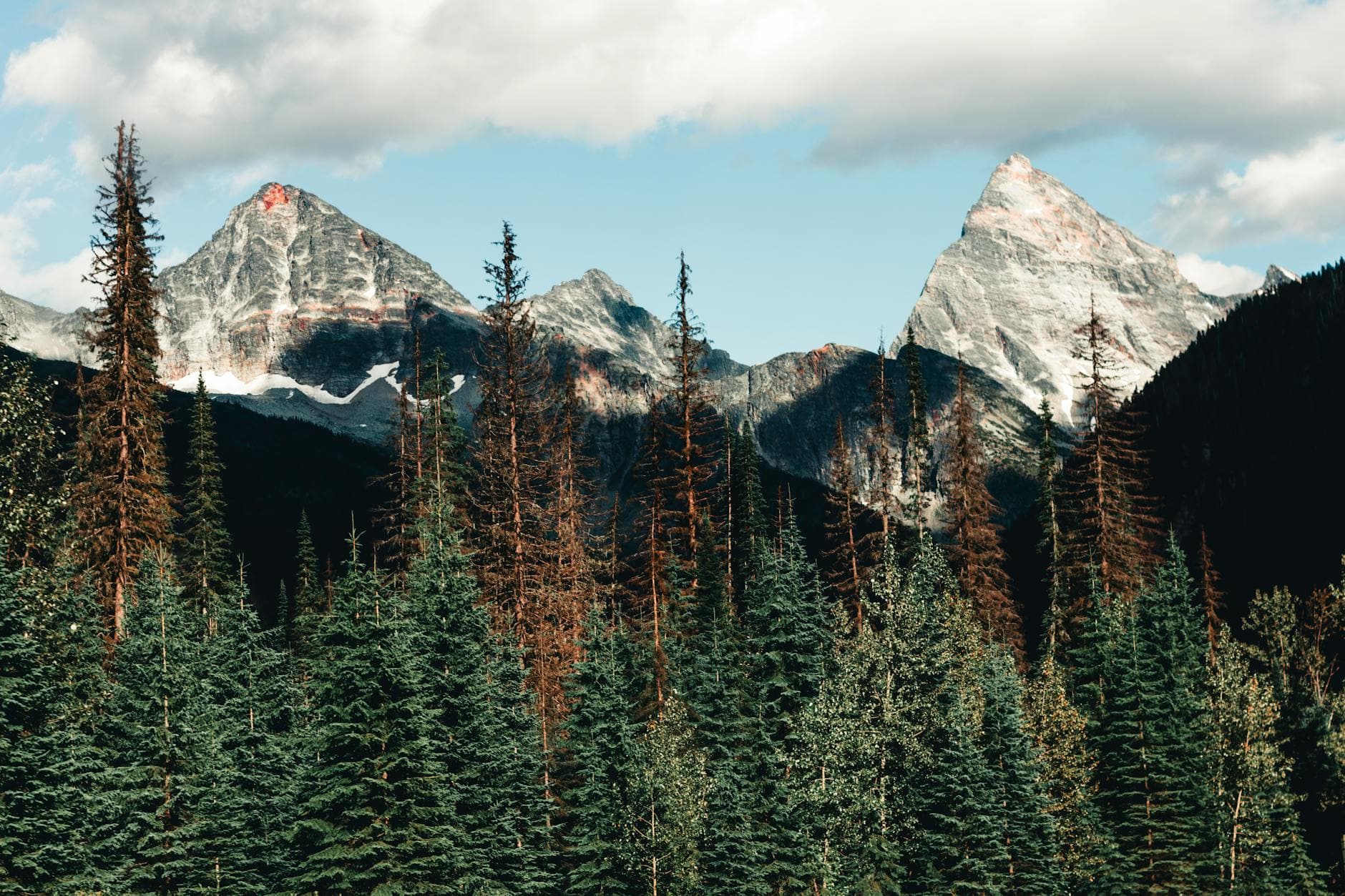 Vibrant view of a scenic mountain range surrounded by dense evergreen forest in Jasper, Alberta, Canada.