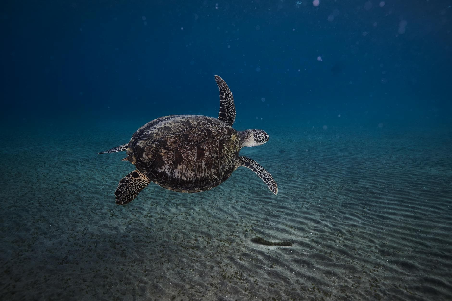 Captivating underwater view of a sea turtle gliding in Marsa Alam, Red Sea.