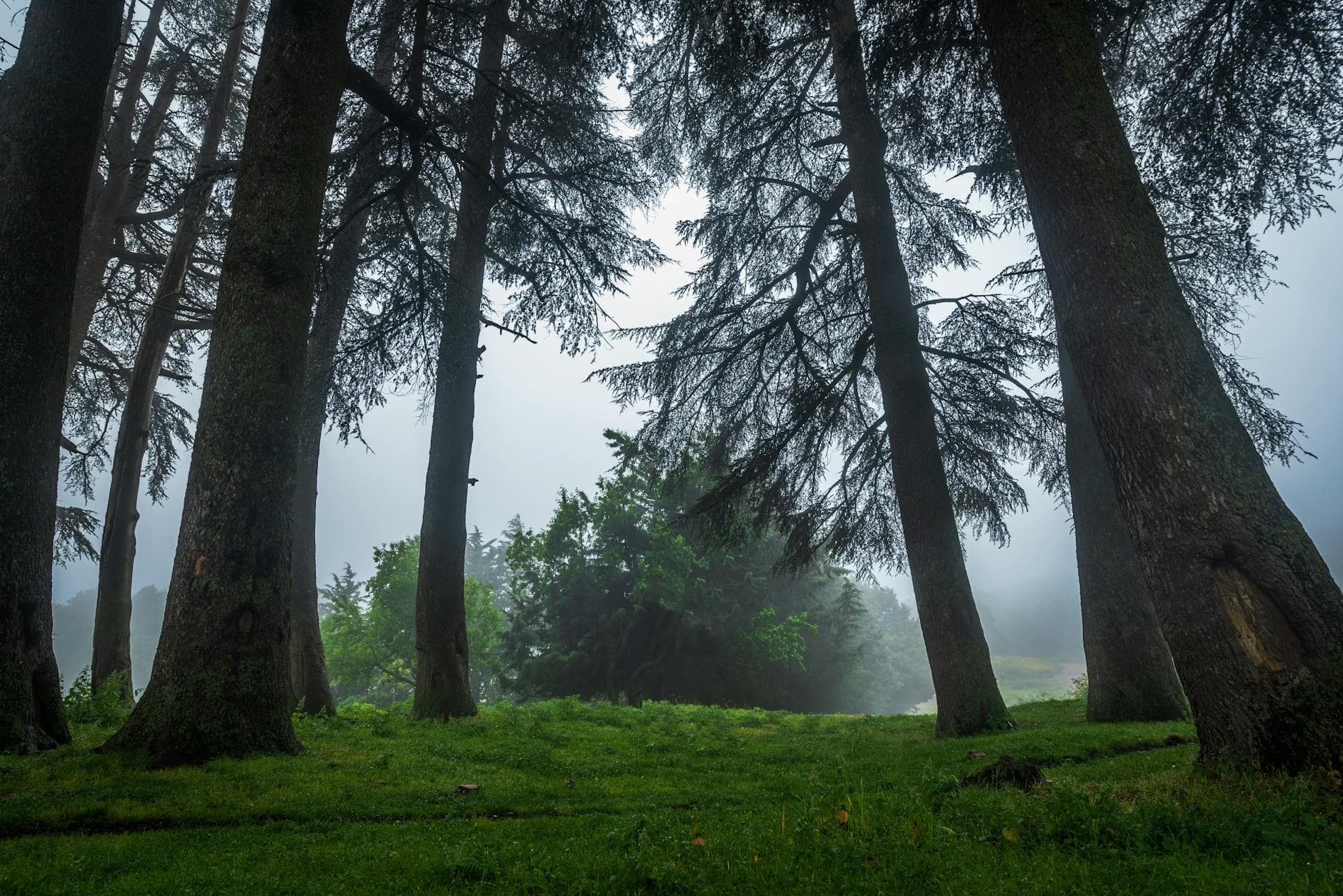 A serene view of a misty forest with towering trees in Mila Province, Algeria.