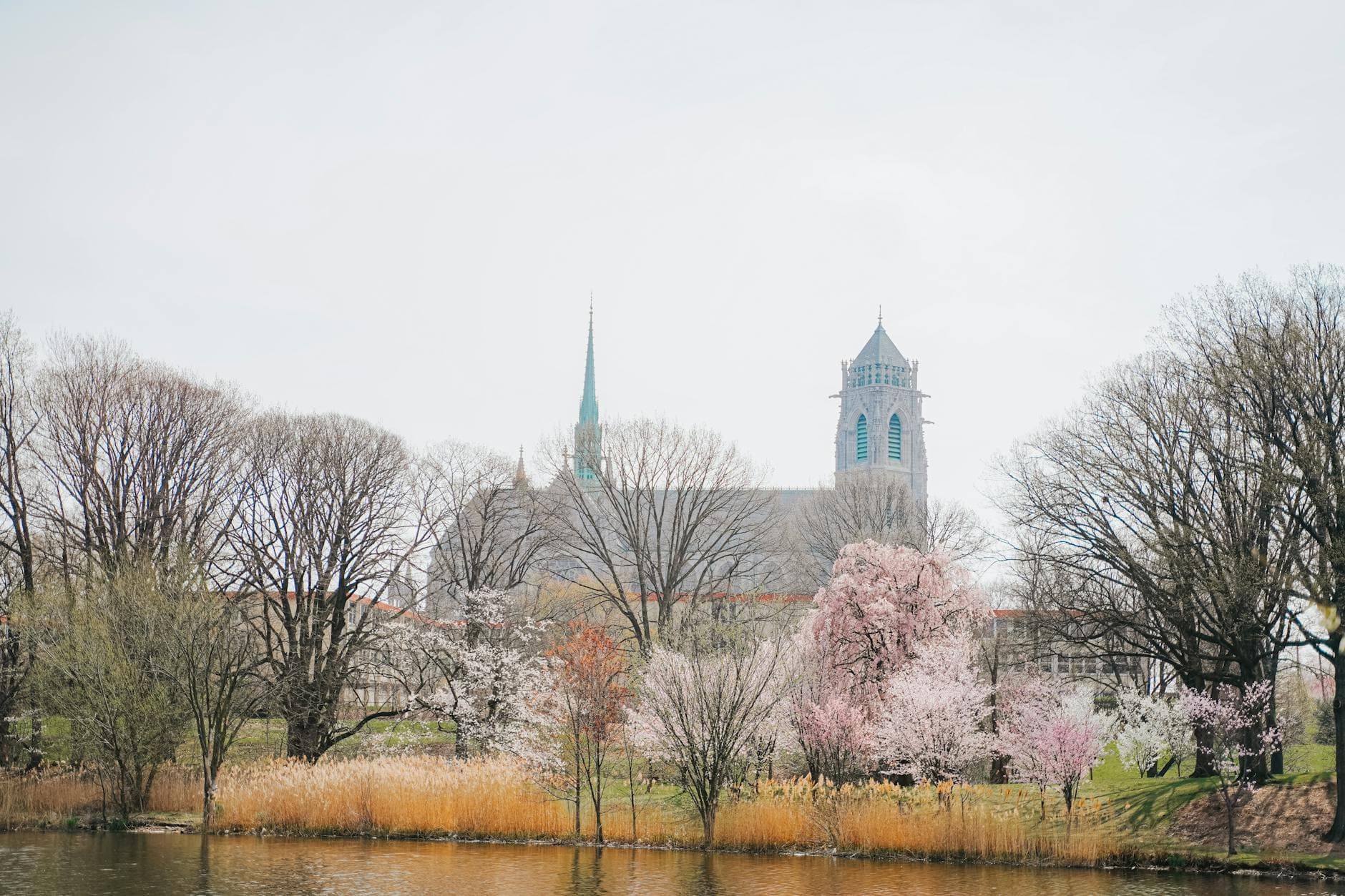 Cherry blossoms bloom near Cathedral Basilica of the Sacred Heart in Newark, NJ, creating a serene spring scene.