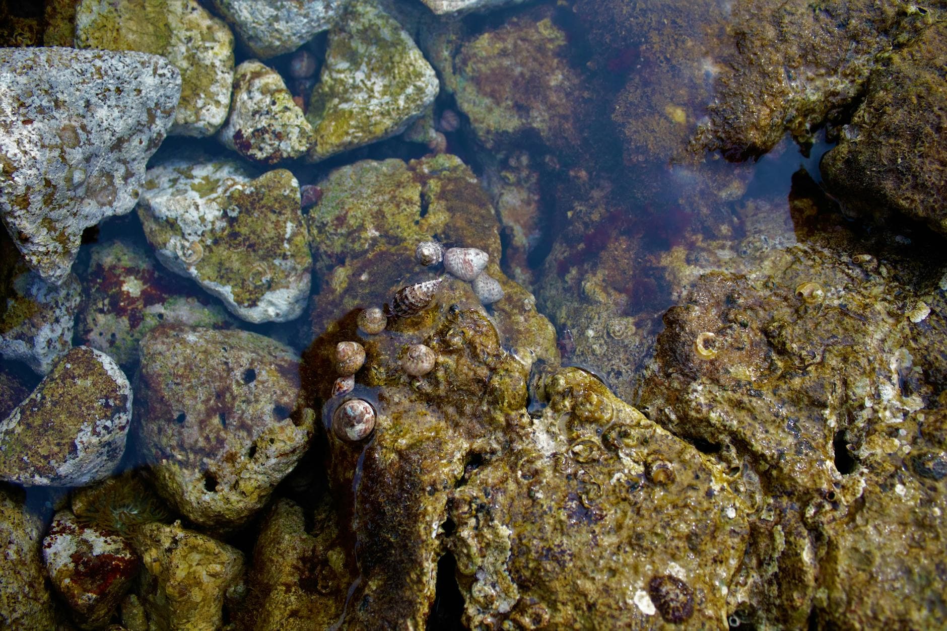 Detailed view of mossy rocks and seashells in clear water, Njivice, Croatia.