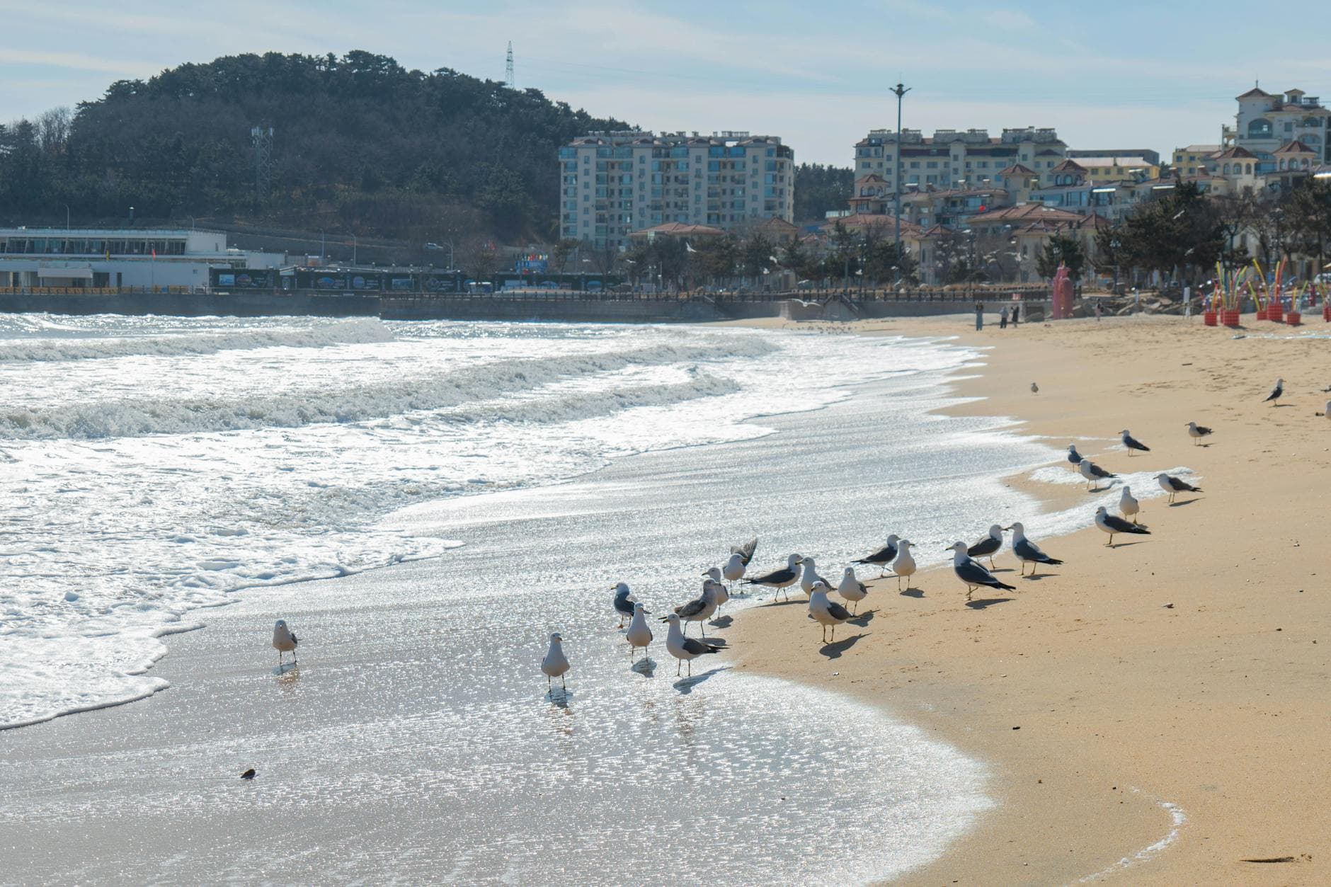 Peaceful beach scene with seagulls and waves at daytime, perfect for travel and nature themes.