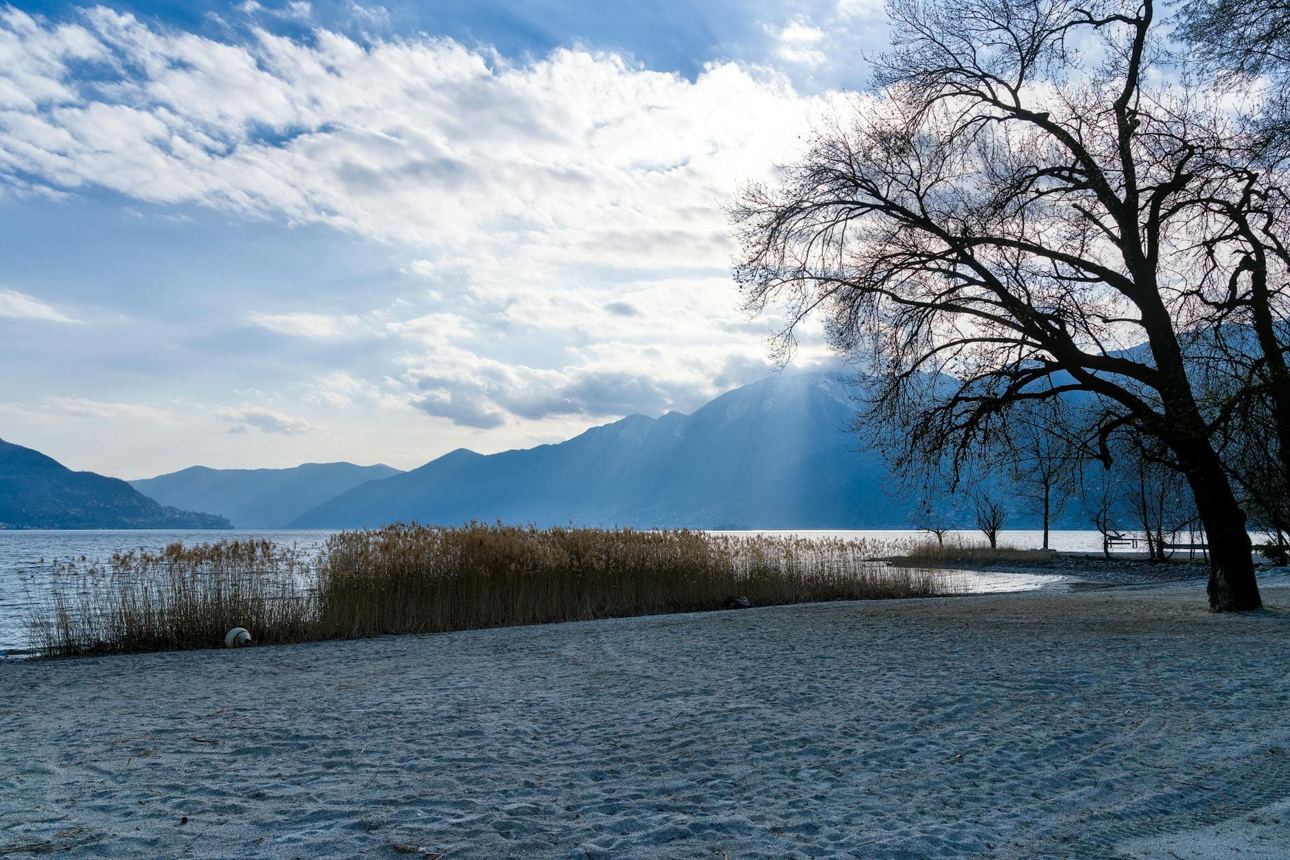 Peaceful sandy beach with mountains and bare trees under a clear sky.