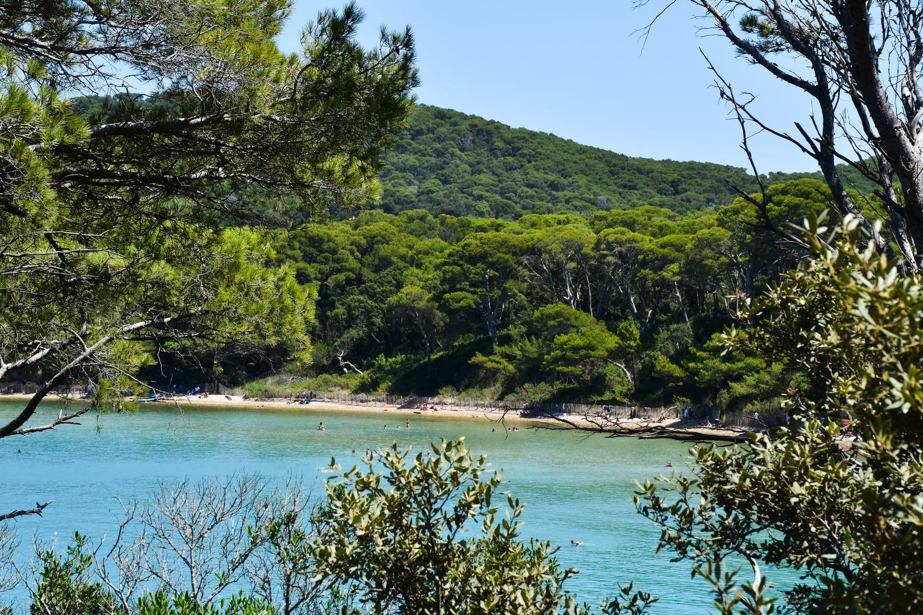 Scenic view of a secluded beach on Porquerolles Island surrounded by lush greenery.