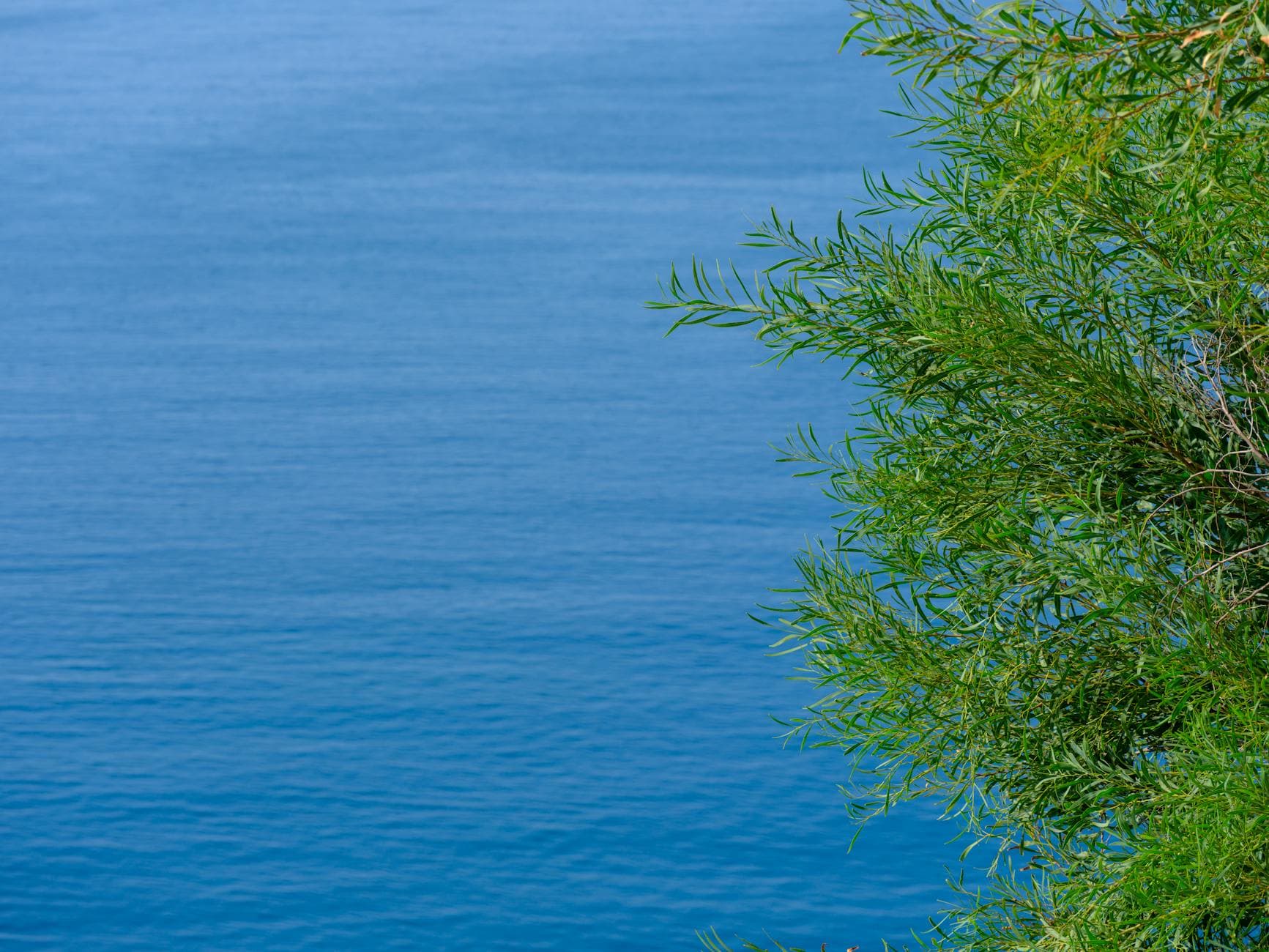 Lush green leaves overlooking a tranquil blue sea under a clear sky.