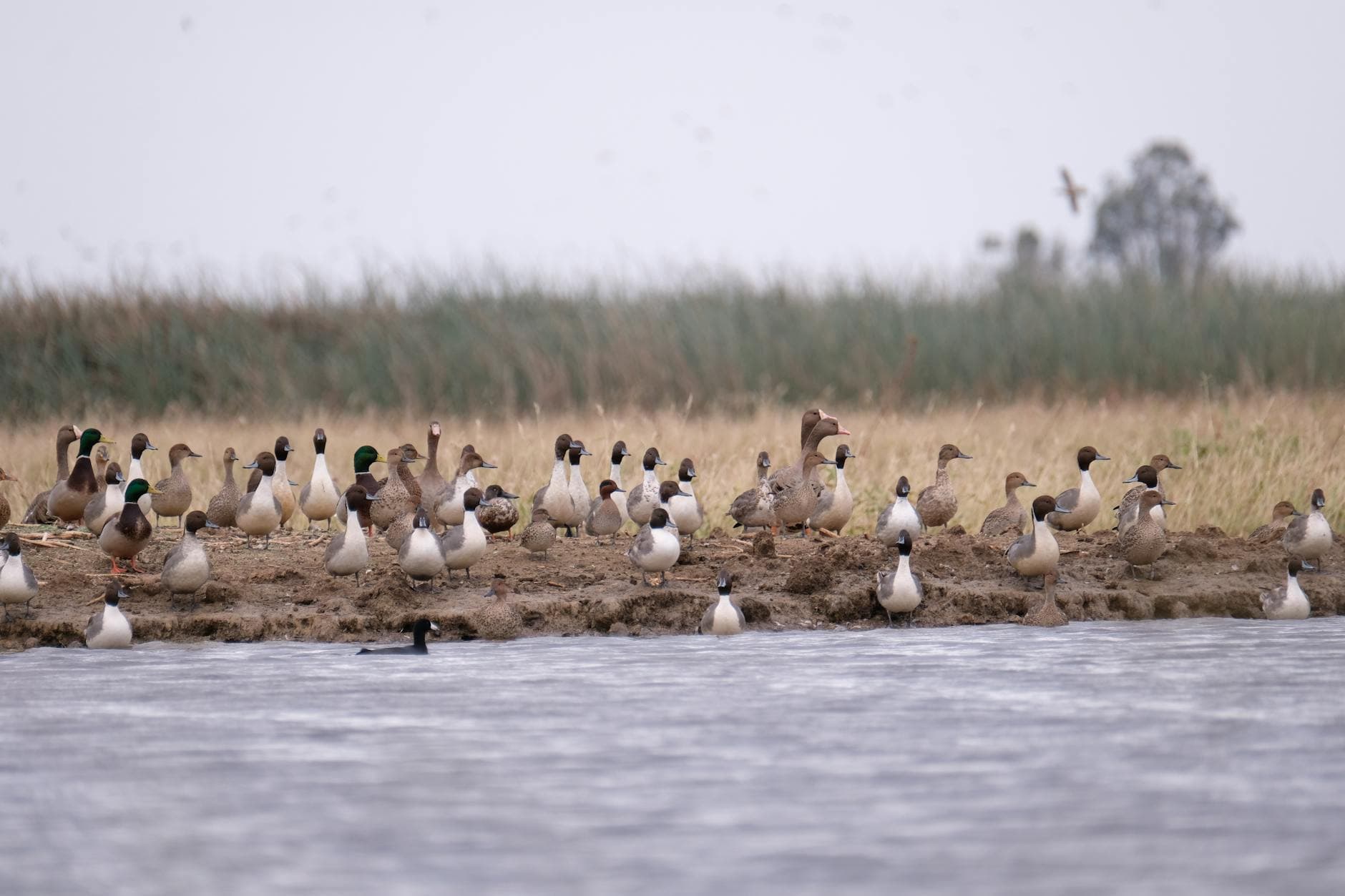 A serene view of a flock of ducks by a riverbank in Princeton, California, showcasing wildlife in their natural habitat.