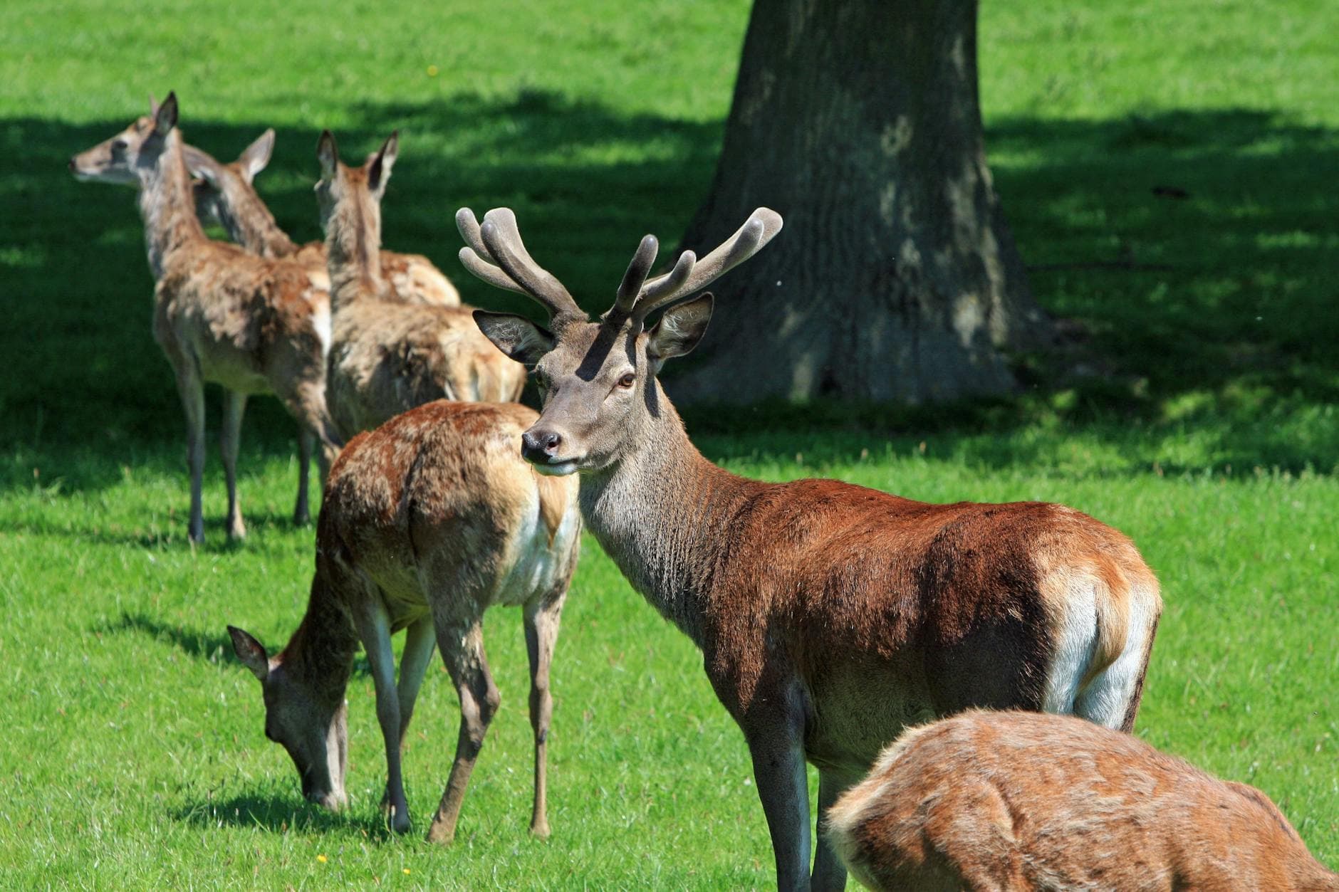 A group of red deer grazing peacefully in a sunlit green pasture, showcasing wildlife in nature.