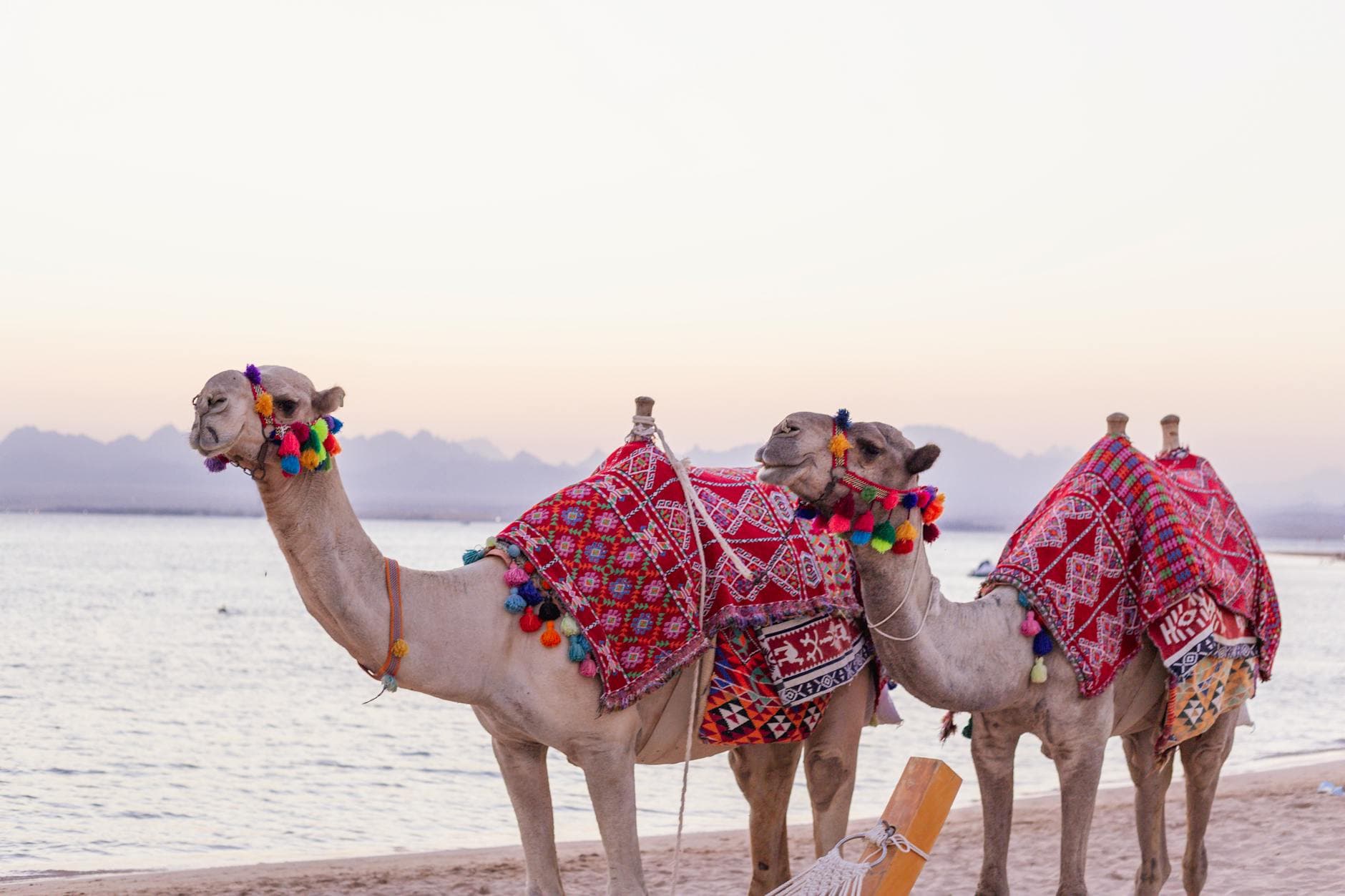 Decorated camels on a scenic beach in Safaga, Egypt at sunset. Perfect for travel themes.