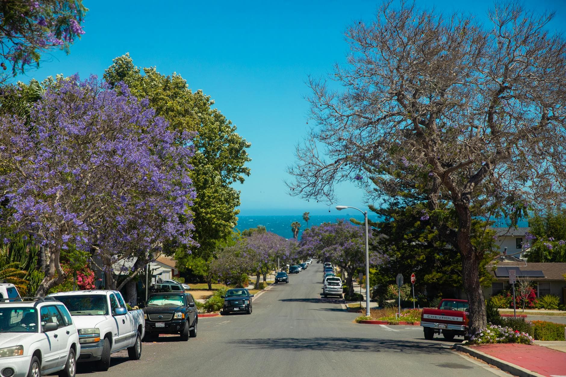 Beautiful sunny street with jacaranda trees and parked cars in Santa Barbara, CA.
