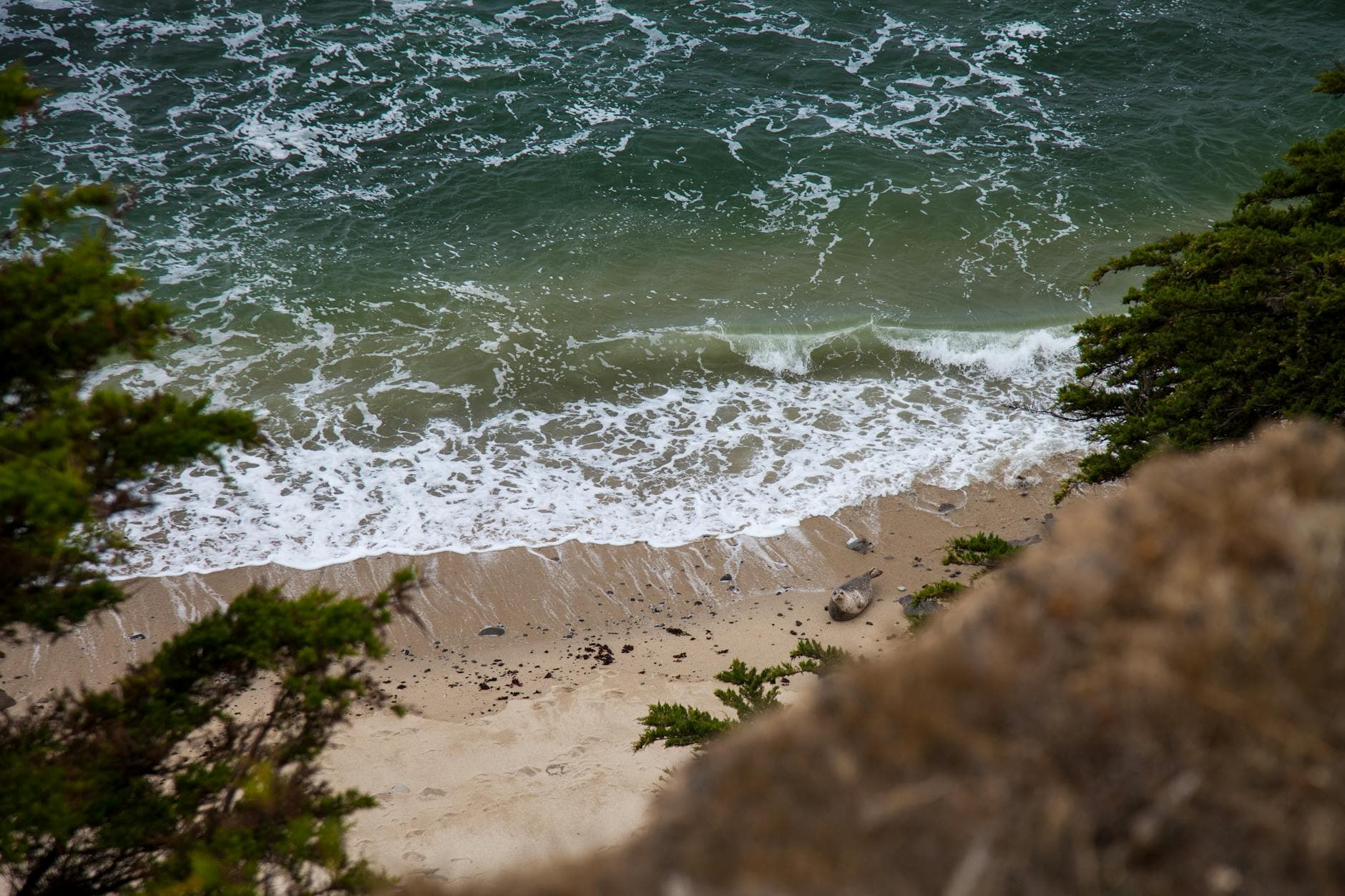 Aerial shot of a solitary seal on a sandy beach with ocean waves.
