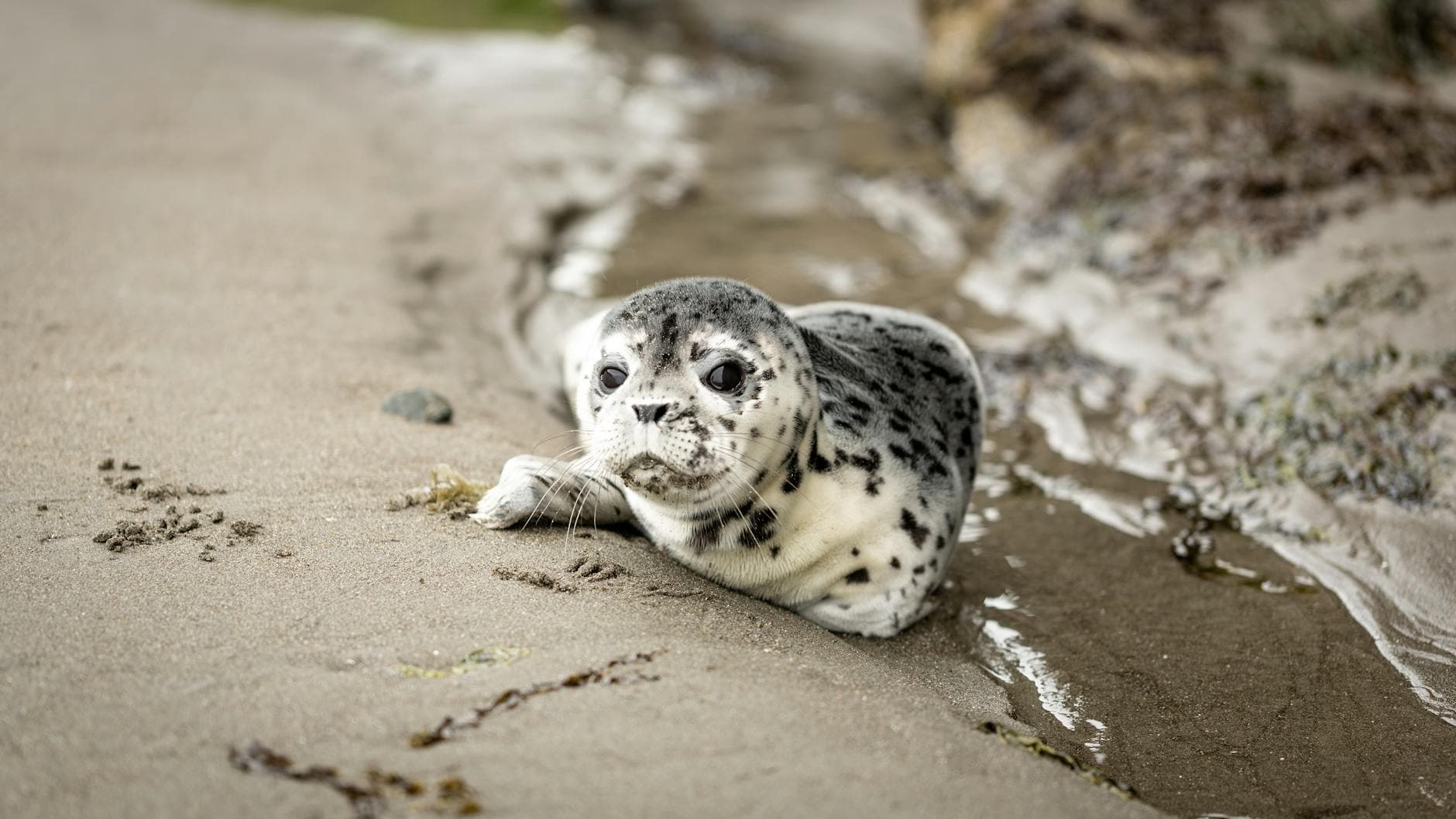 Cute baby seal lying on the sandy beach in Oregon, USA, showcasing wildlife beauty.