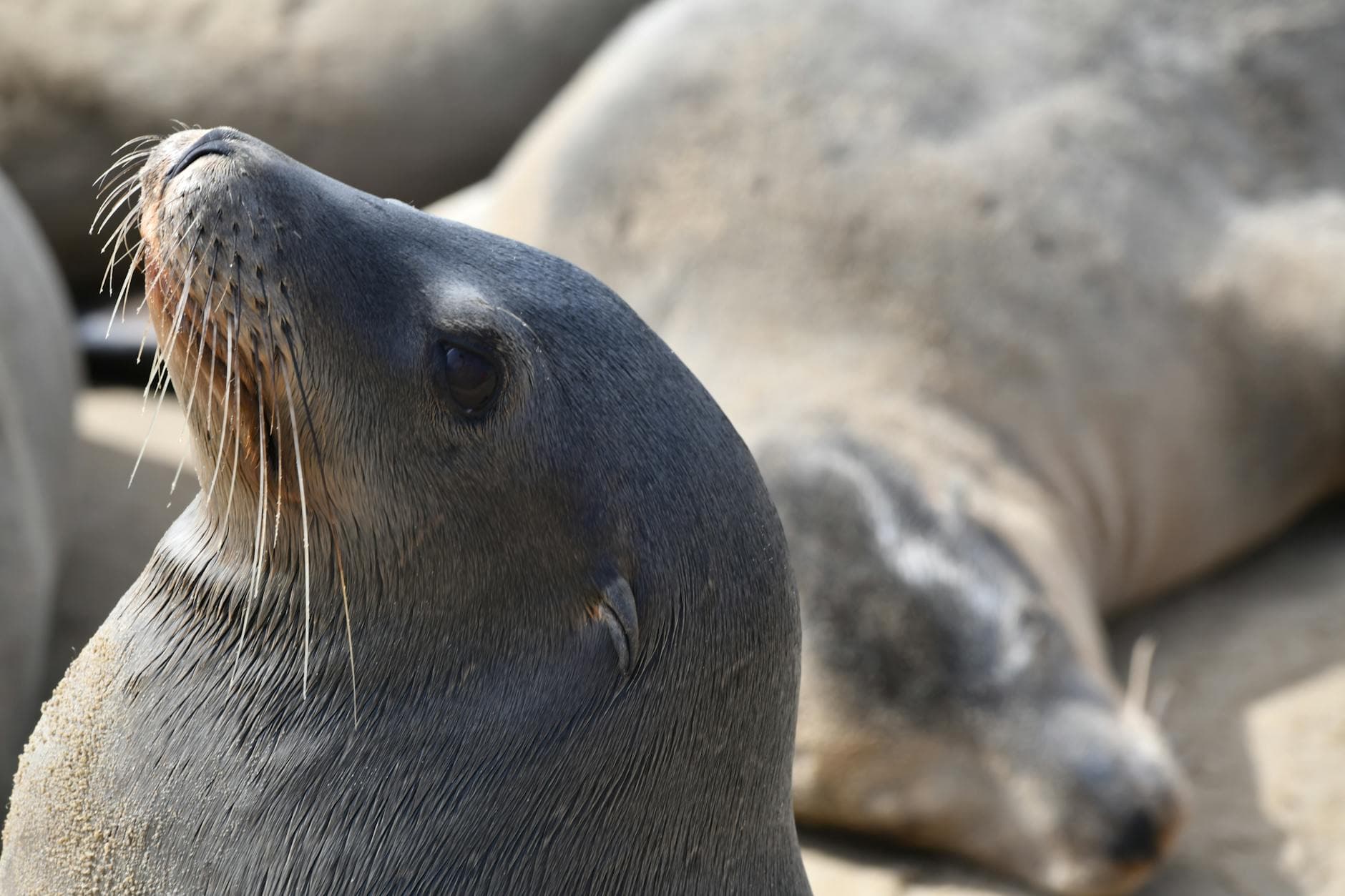 Intimate close-up of a seal resting on the beach at Port Hueneme, California.