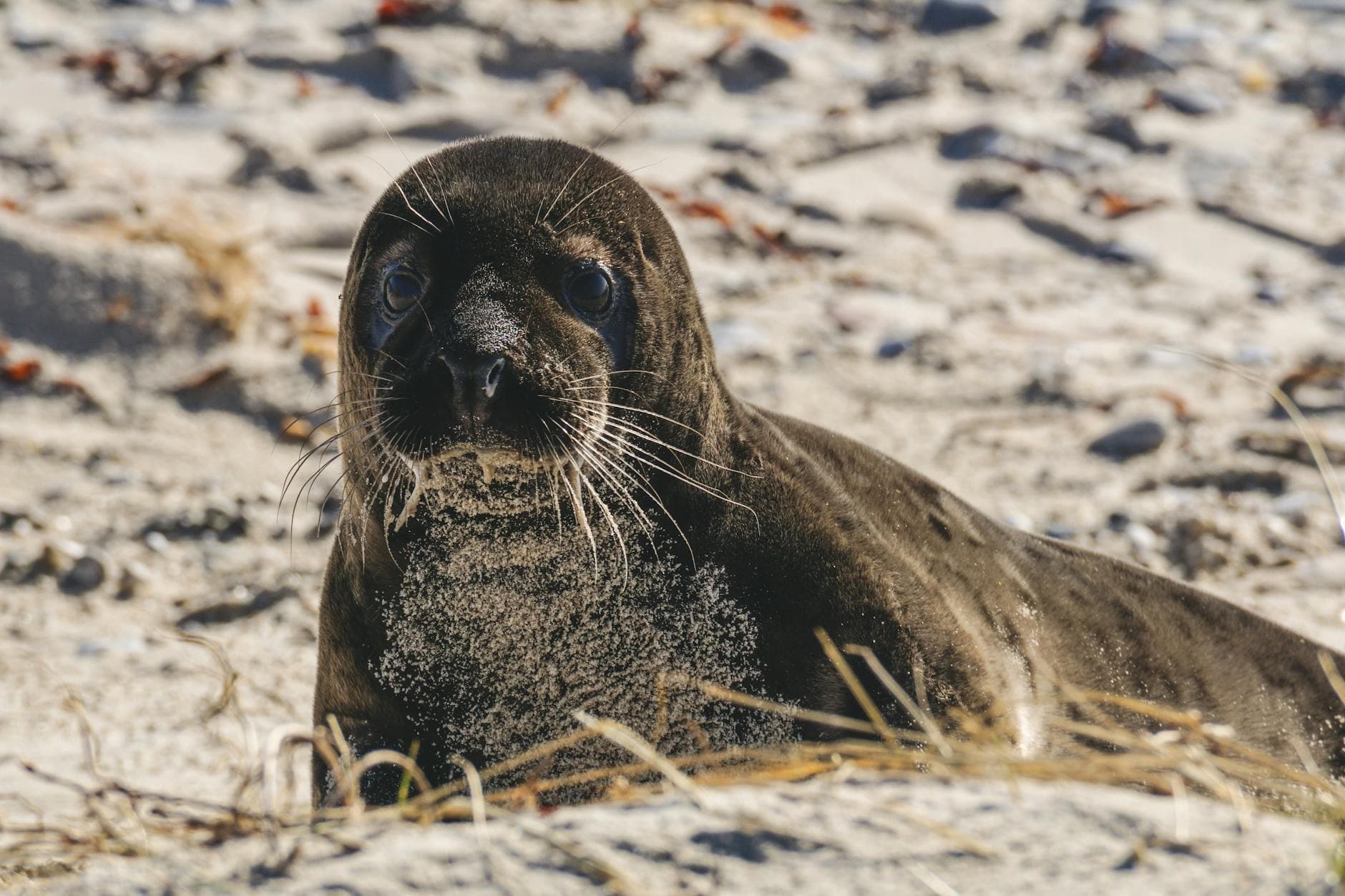 Close-up of a young seal on a sandy beach, showcasing its natural beauty and curiosity.