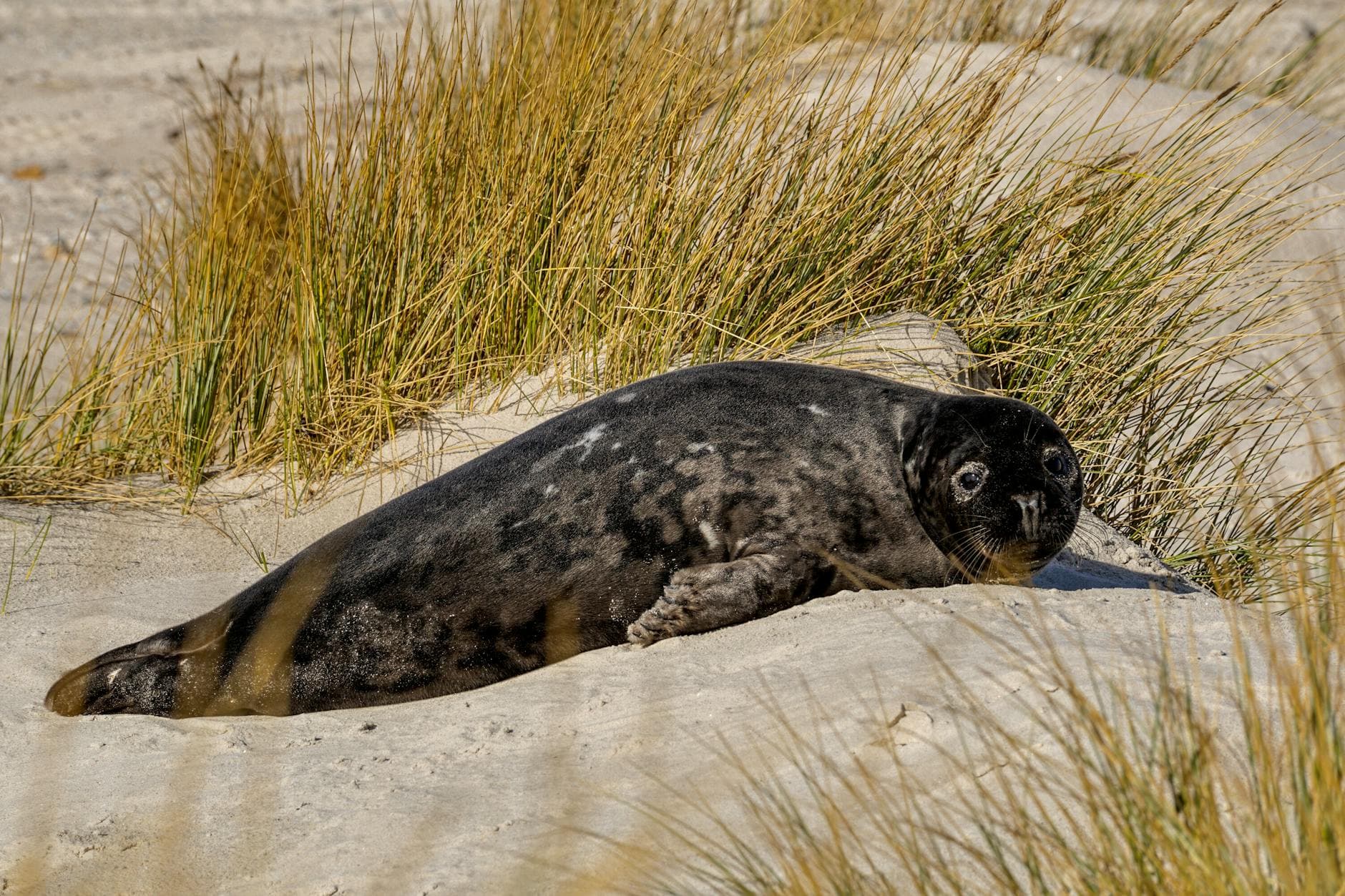 A grey seal lies on a sandy beach surrounded by grass, enjoying the outdoors.