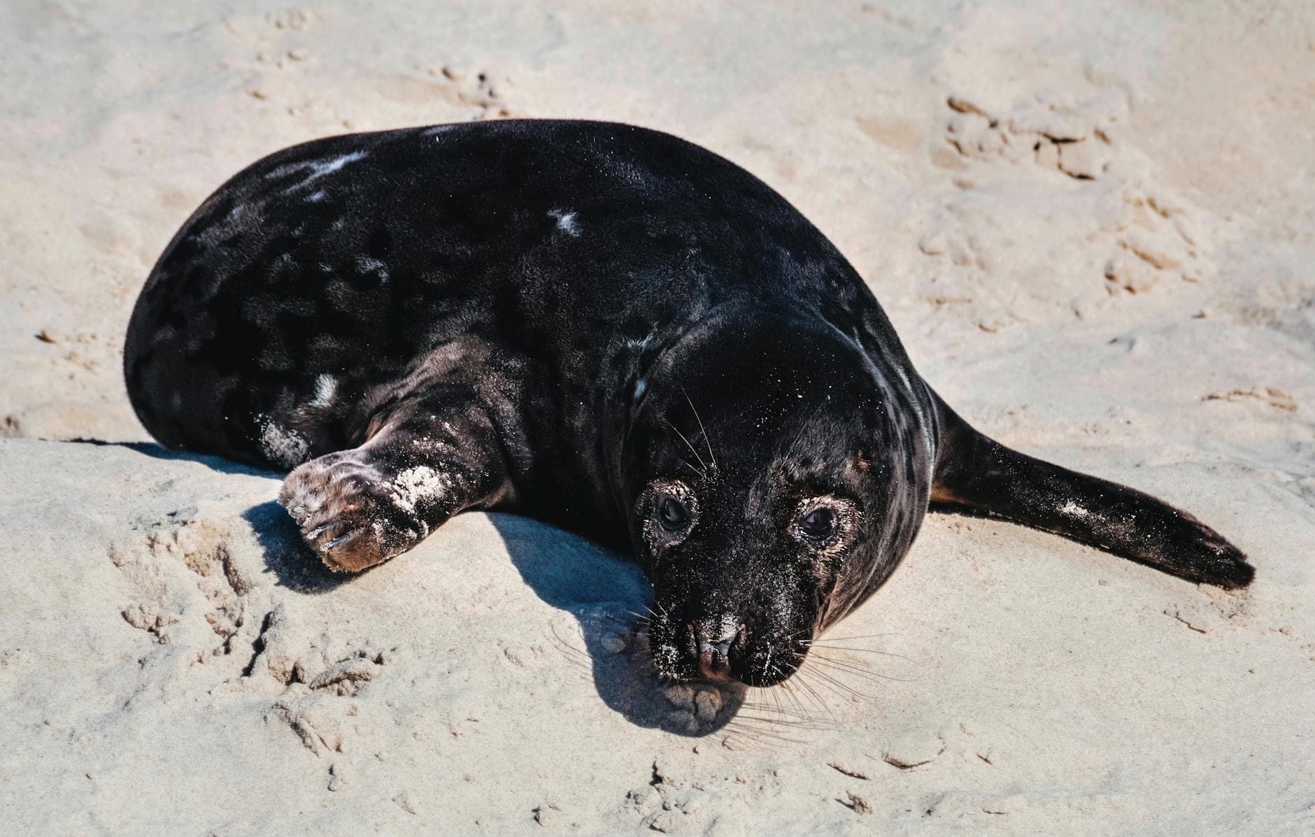Adorable seal basking on a sunny sandy beach, capturing serene beach wildlife.