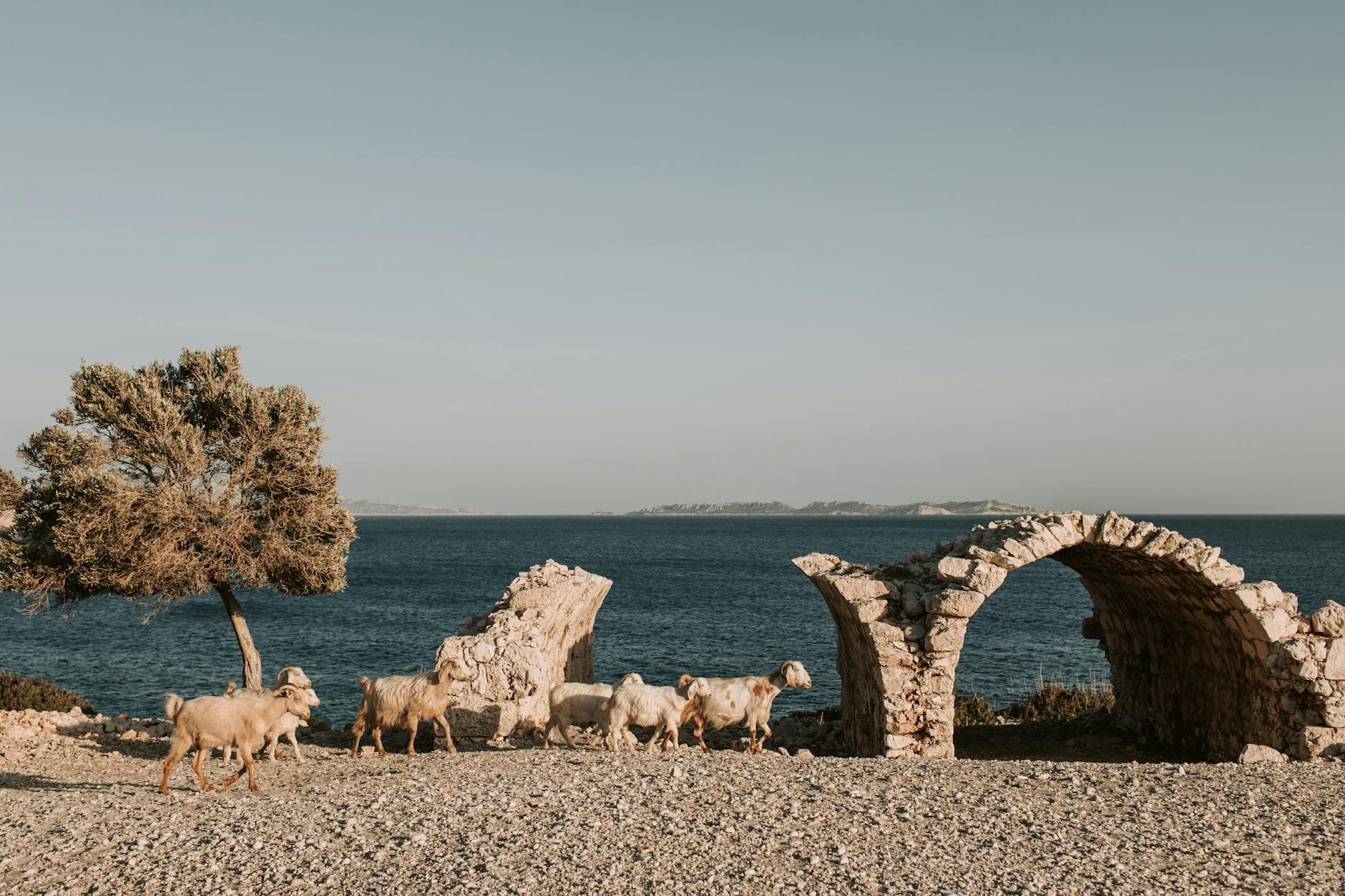 Coastal view in Antalya with goats grazing by ancient ruins.
