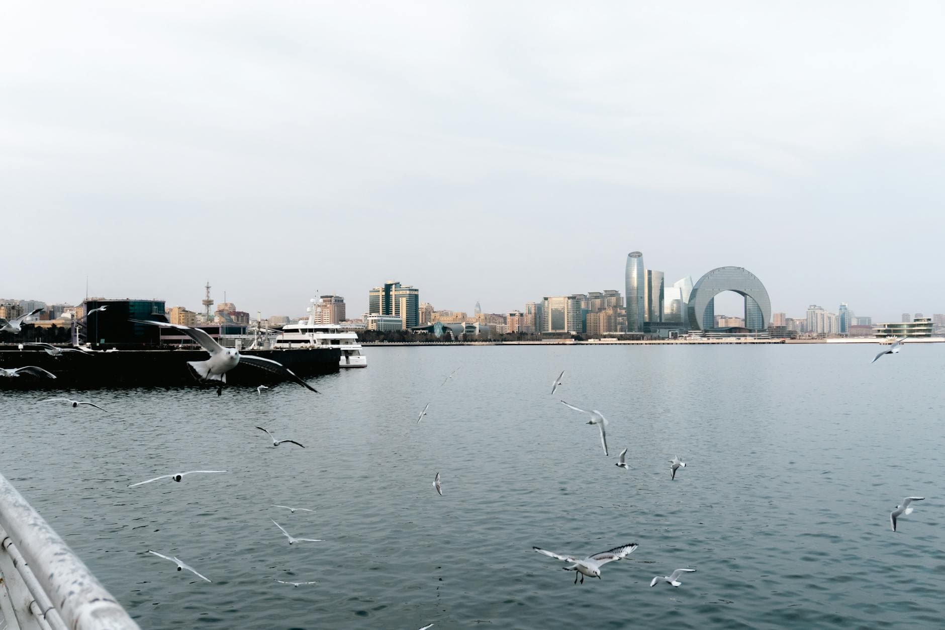 Seagulls fly over the calm waters of Baku with the city's modern skyline in view.