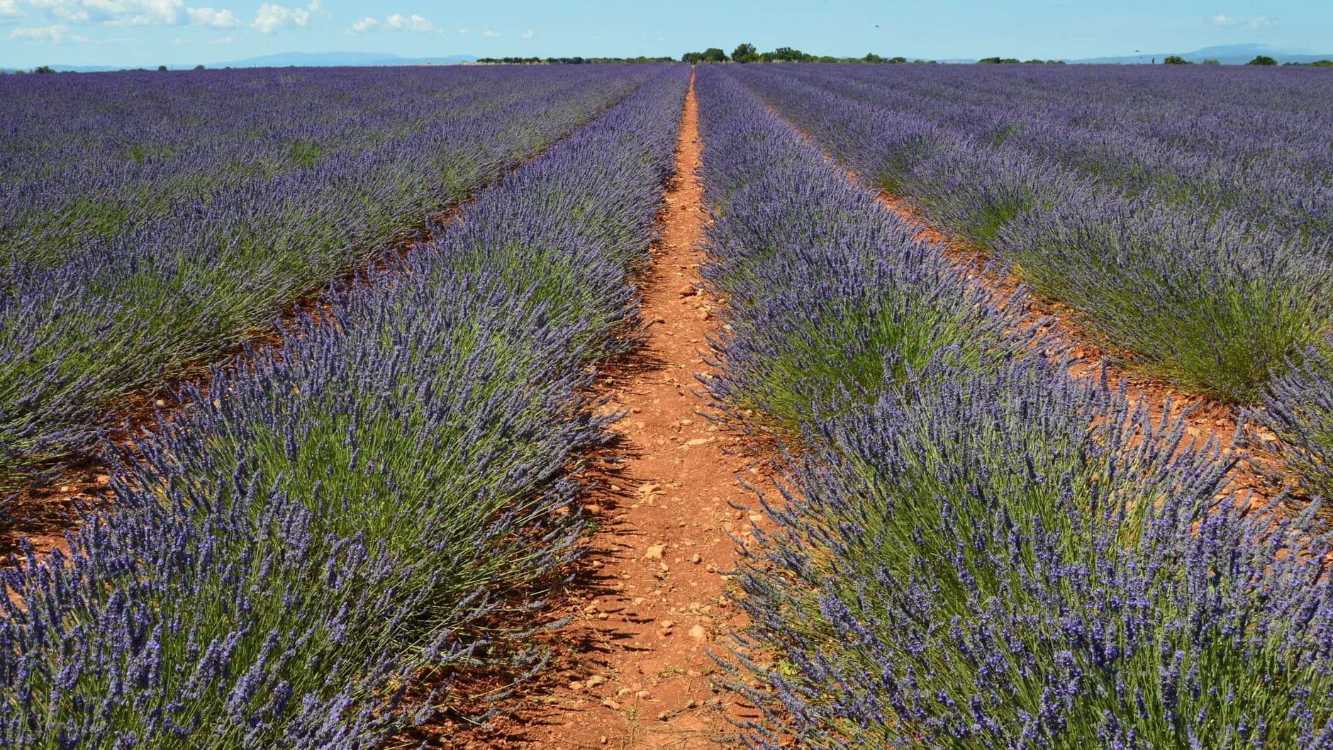 Stunning view of blooming lavender fields in Valensole, Provence, France, under a clear sky.