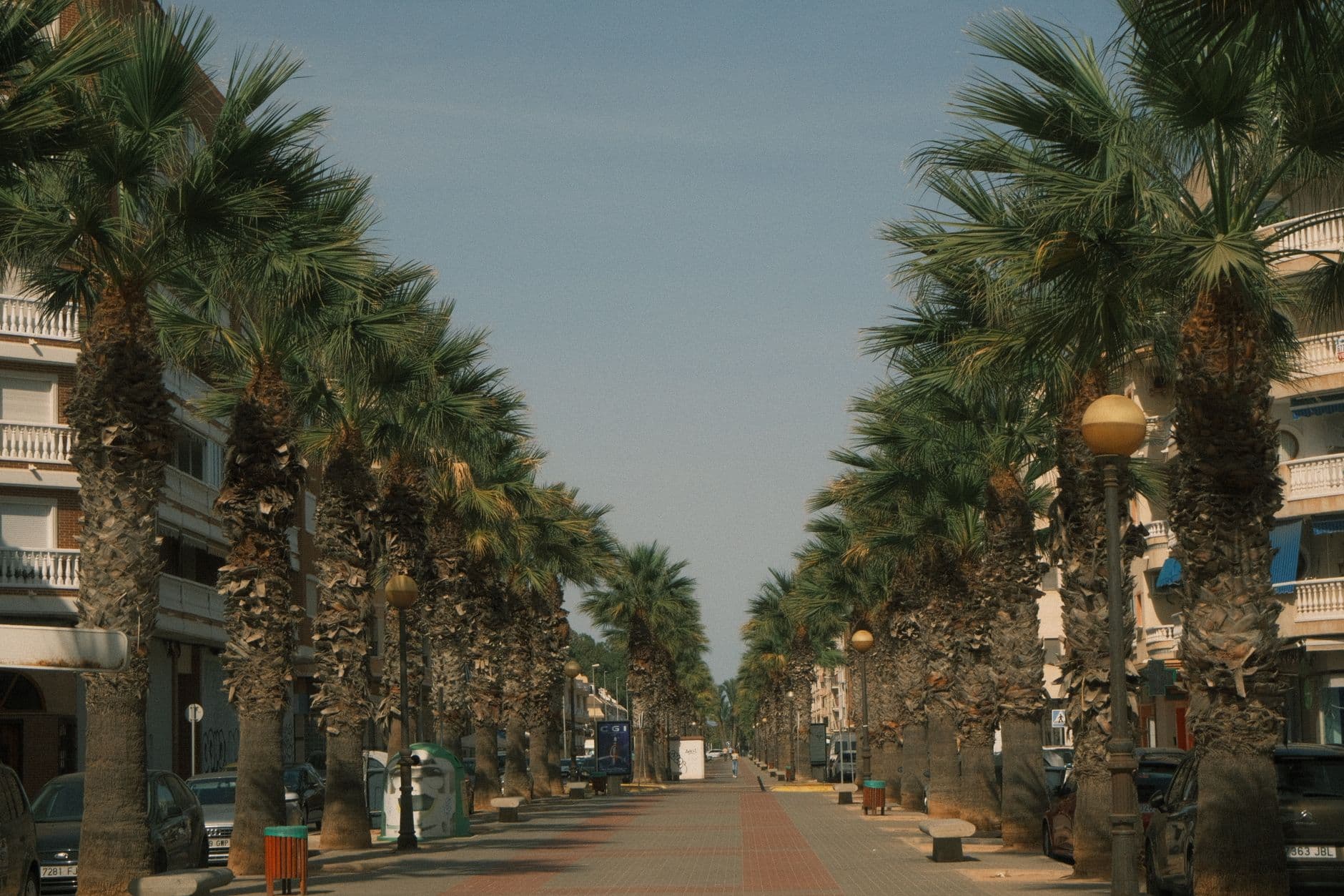 A serene palm-lined street under a clear sky, perfect for travel concepts.