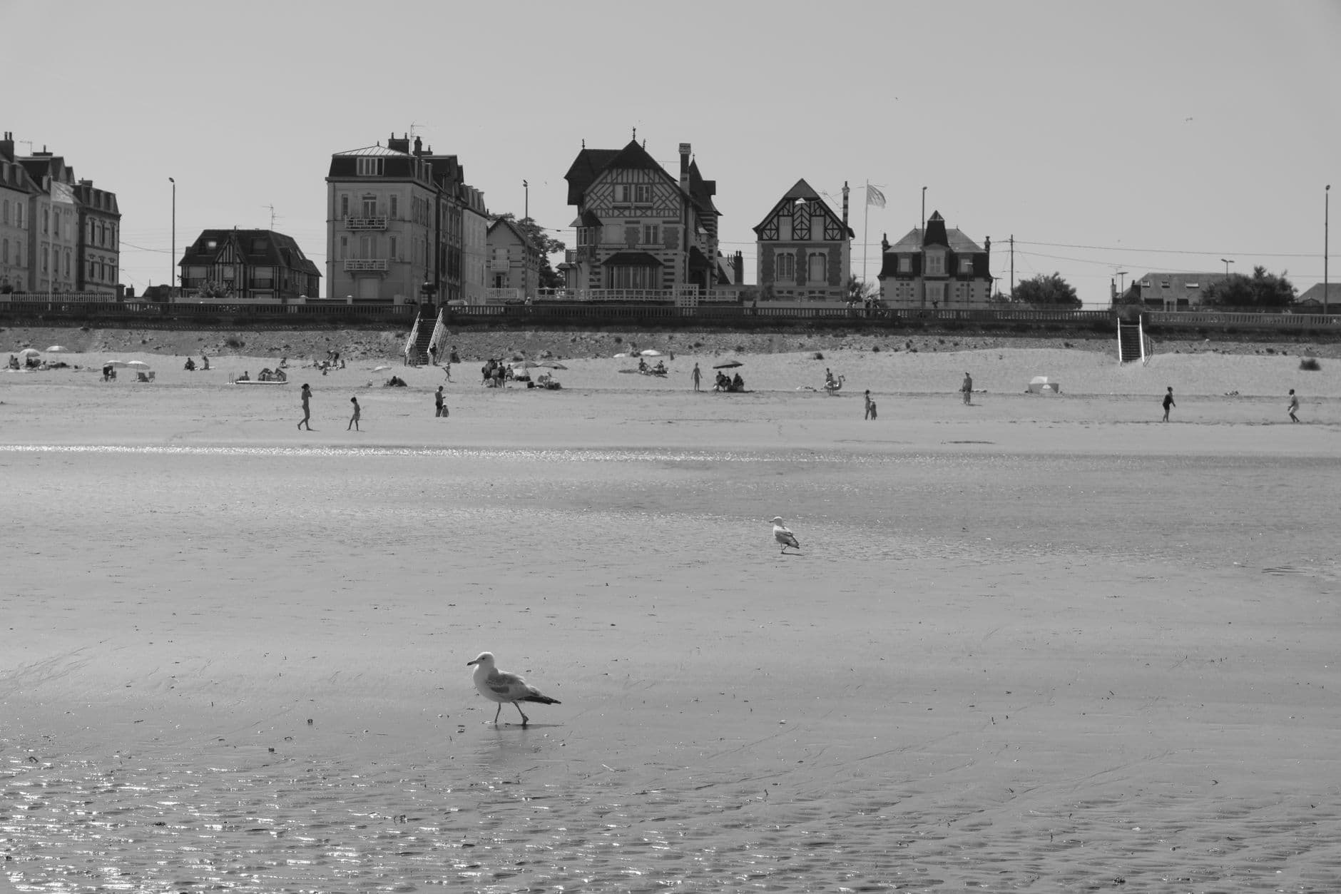 A serene black-and-white view of Cabourg beach with seagulls and historic houses.