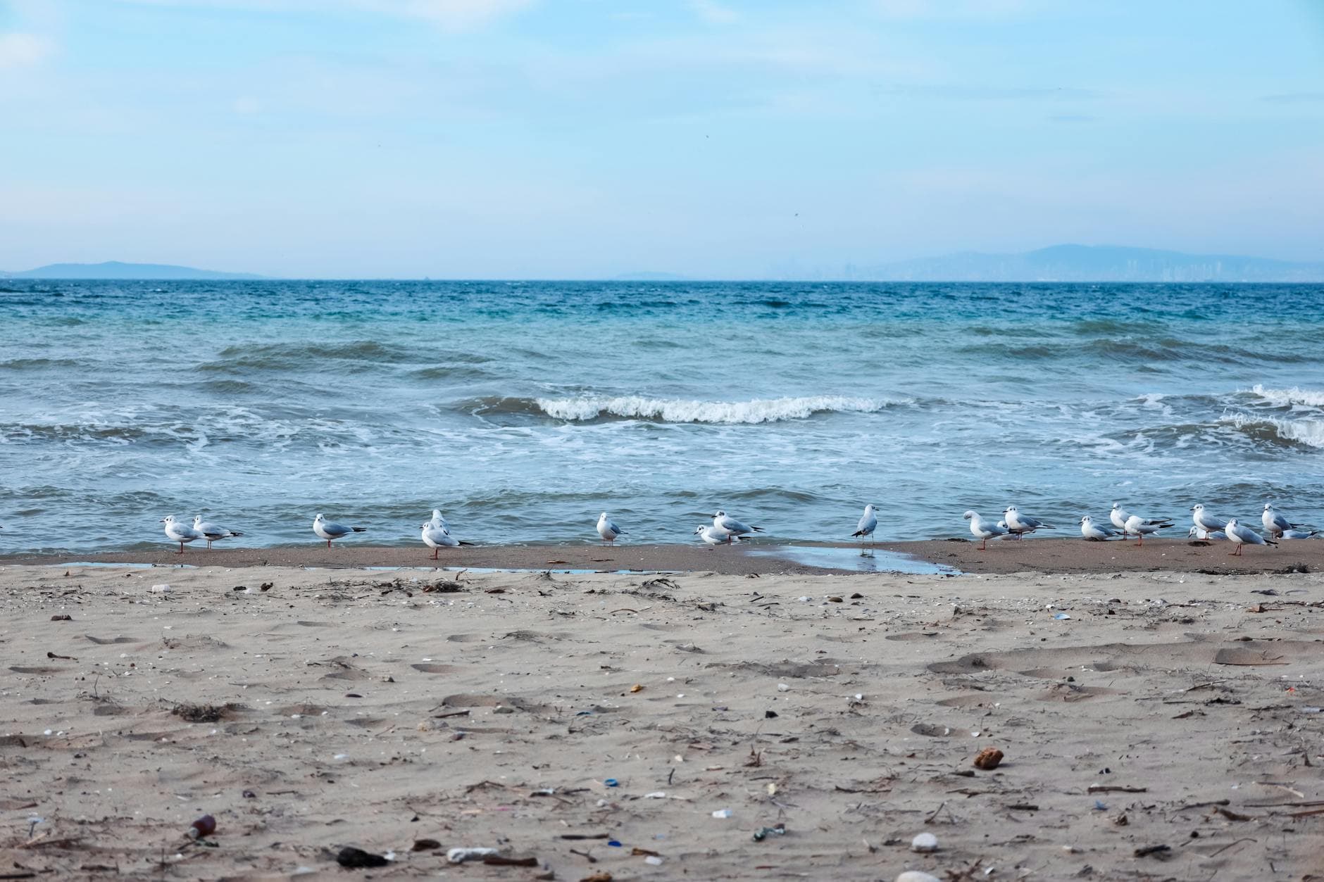 Seagulls gather on the tranquil beach of Yalova, Türkiye, with waves gently crashing onto the shore.