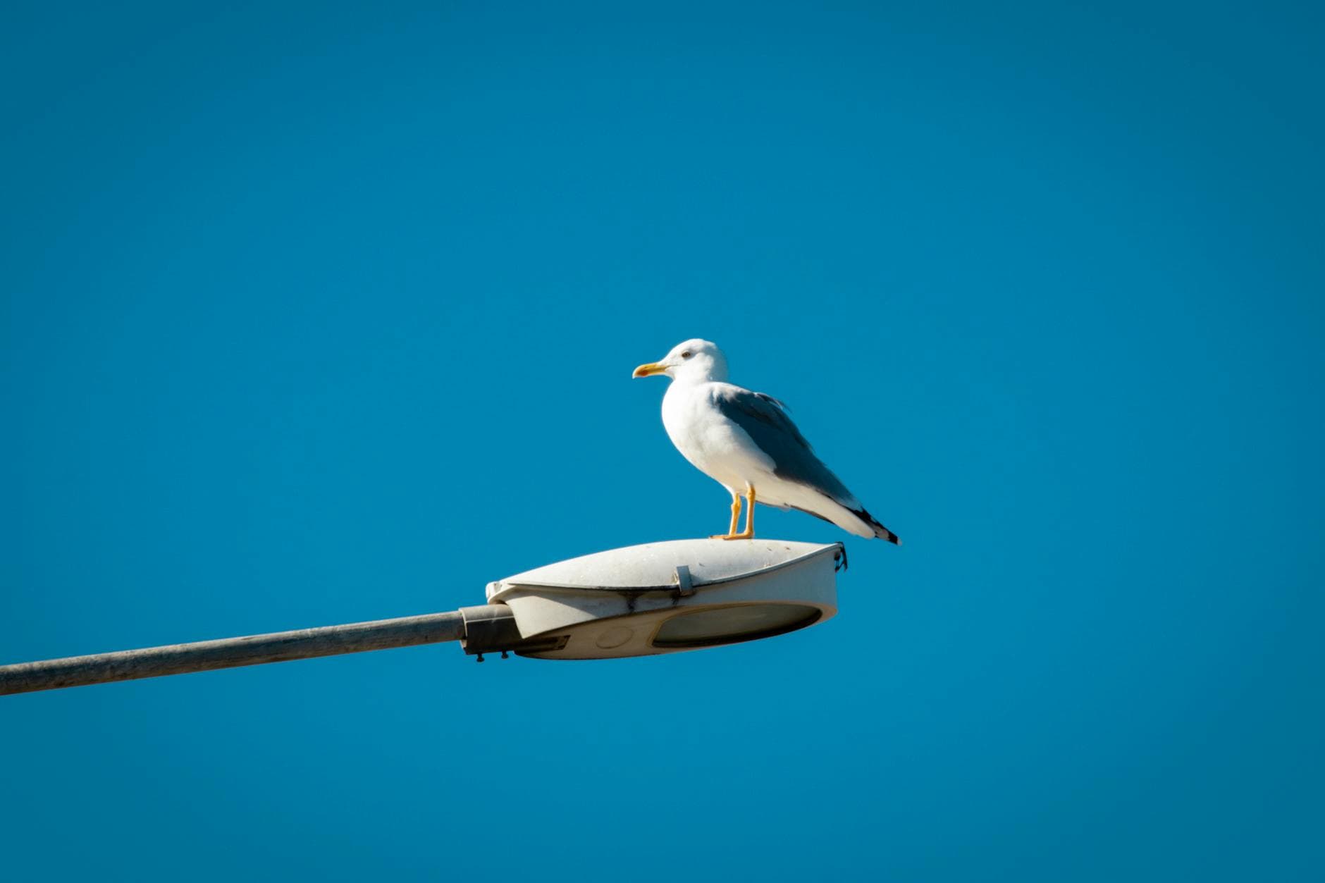 A seagull rests atop a street lamp under a bright blue sky in Yalova, Türkiye.