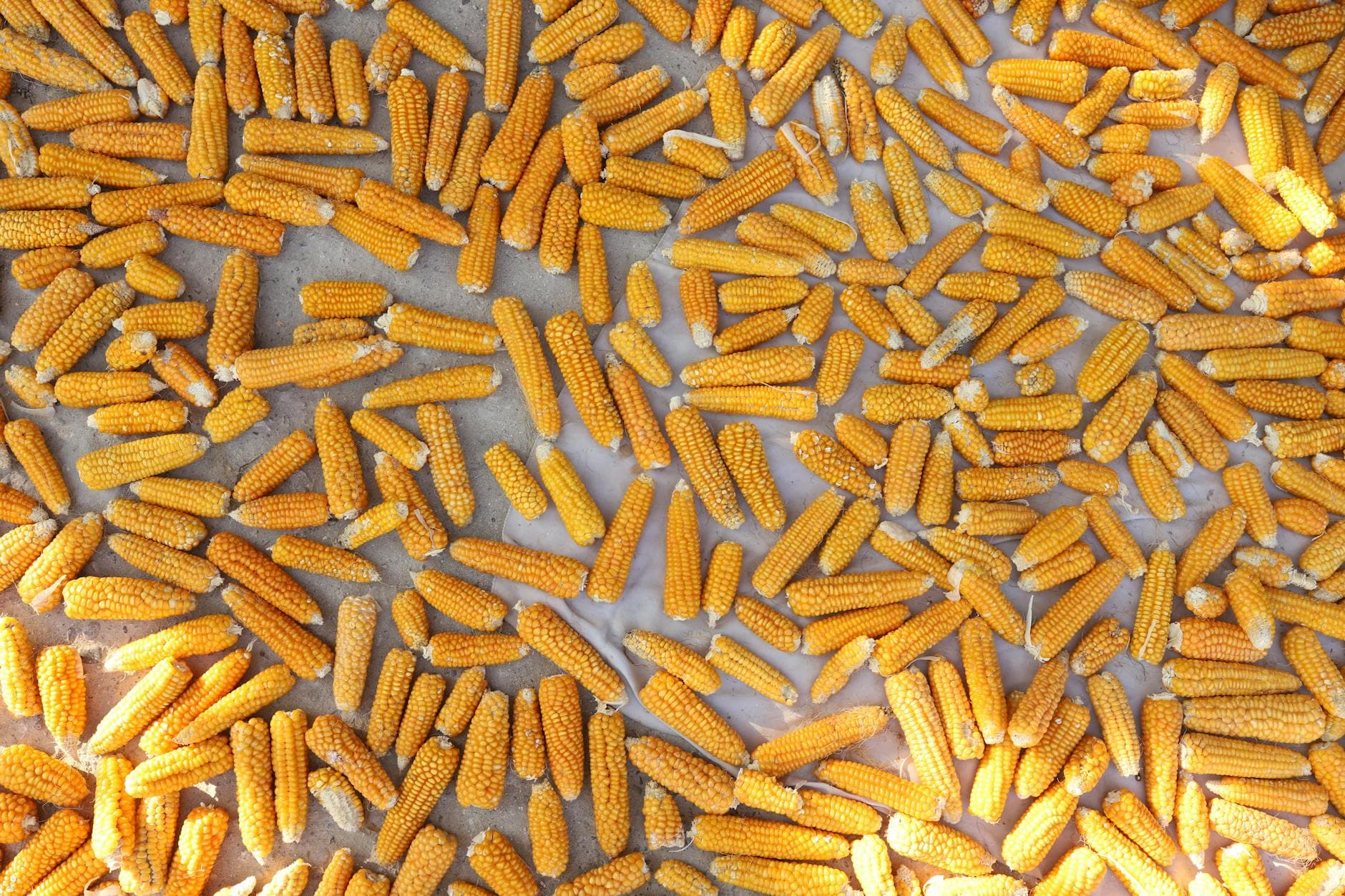 Top-down view of harvested corn cobs drying outdoors in Zonguldak, Turkey.