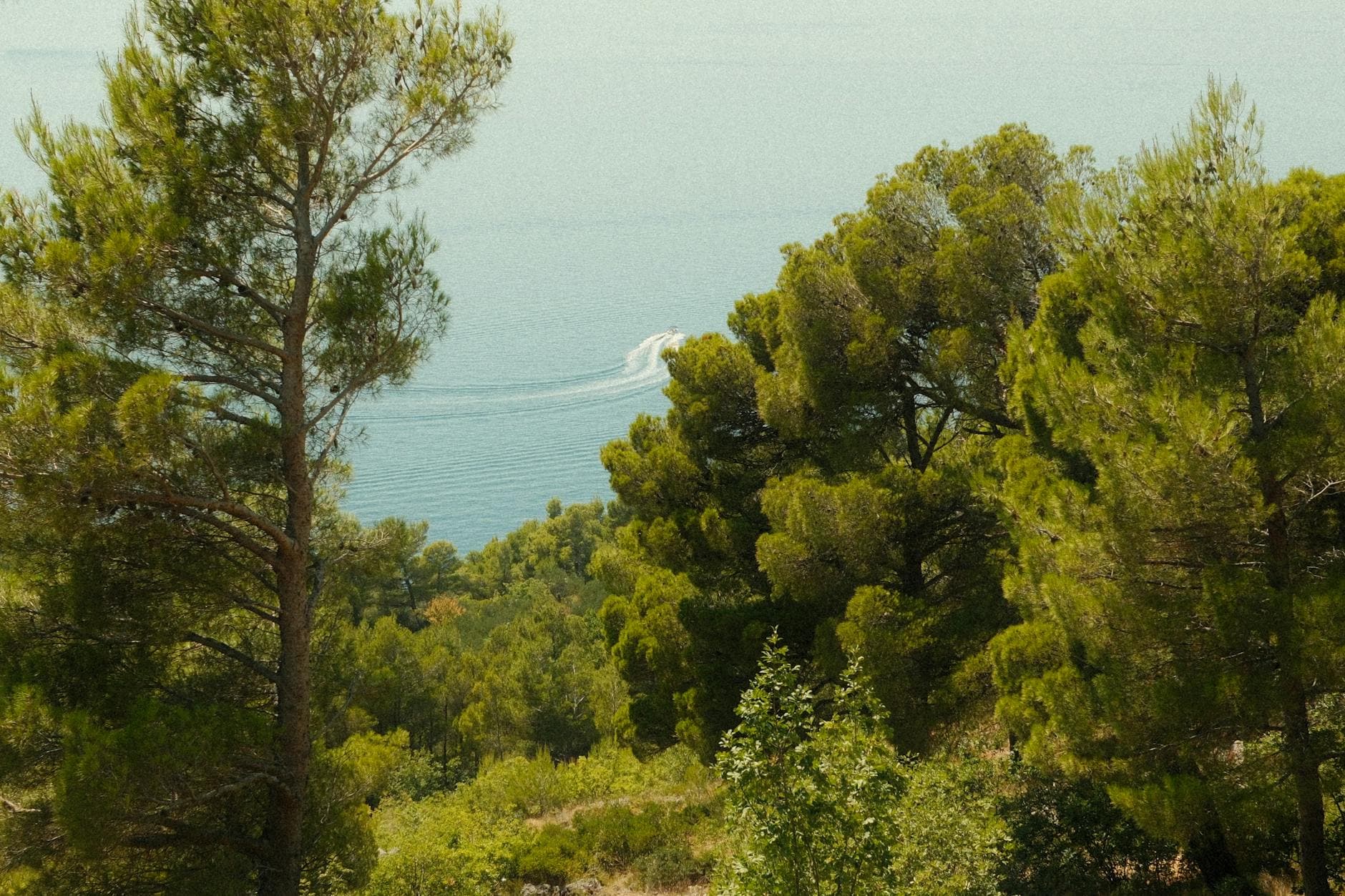 Tranquil coastal view of pine trees and Adriatic Sea from Brela, Croatia.