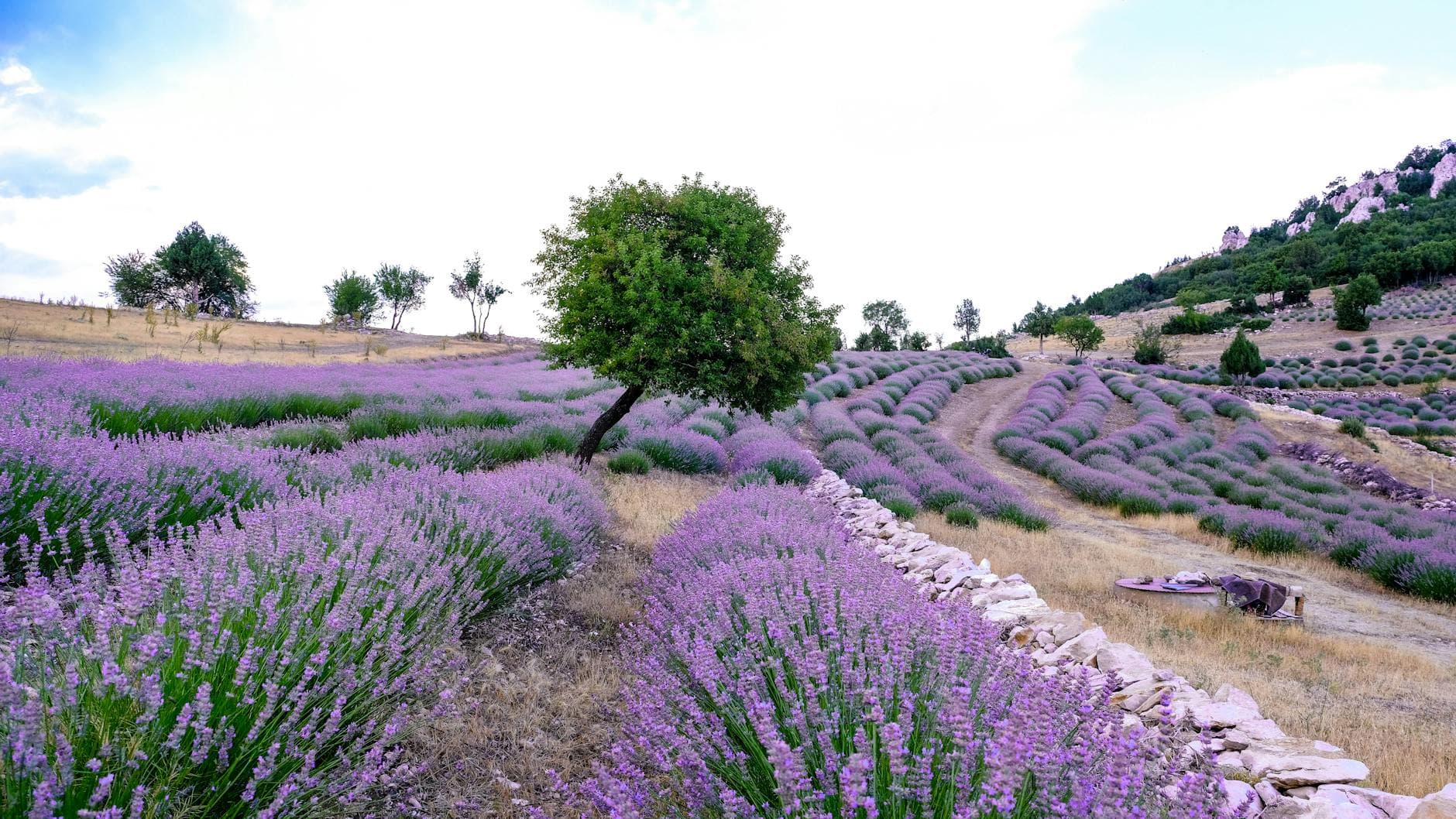 Scenic view of blooming lavender fields in Bucak, Burdur, Turkey.